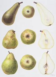Six Pears